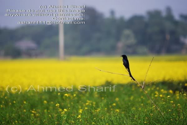bird_tora_manik ganj........... 01