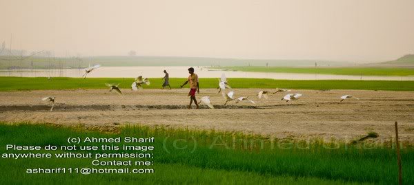 bird_tora_manik ganj........... 02