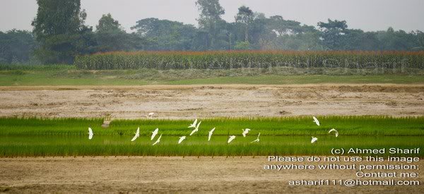 bird_tora_manik ganj........... 03