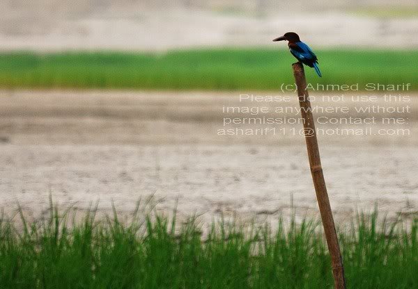 bird_tora_manik ganj..........0 4