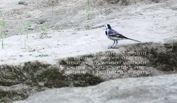 bird_tora_manik ganj..........0 5