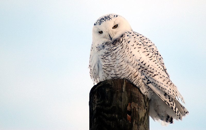 Snowy Owl, Halfmoon, NY