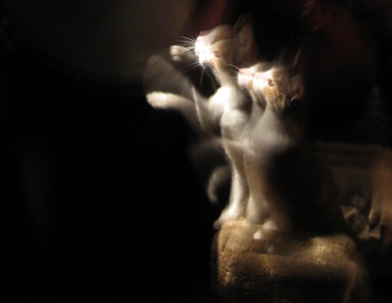 (08) Obladi likes the flashlight