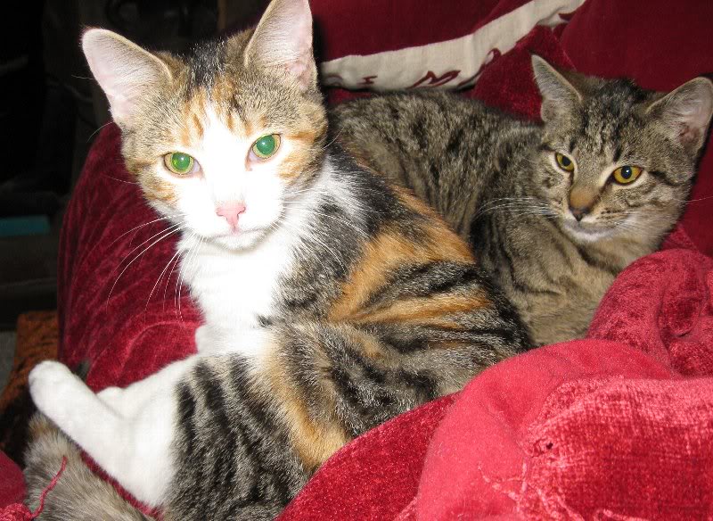 (17) Obladi & H�gni