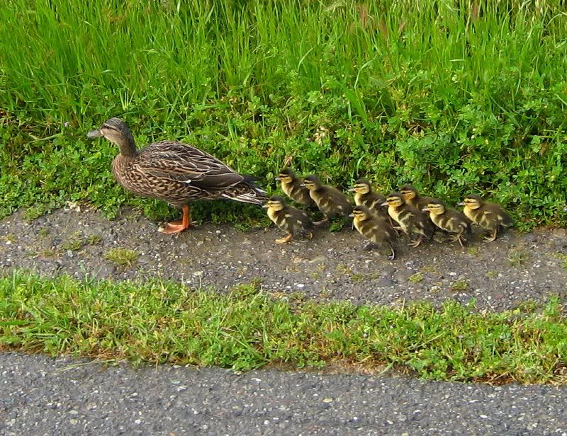 Ducks on Iron Horse Trail