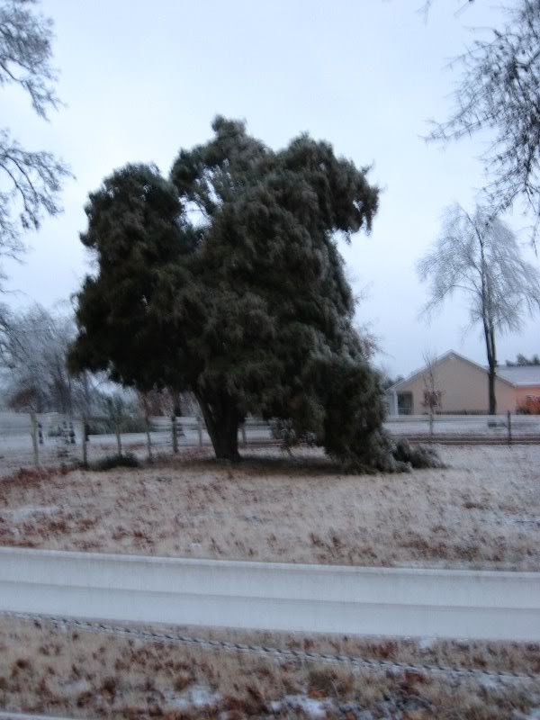 Cedar tree in side pasture