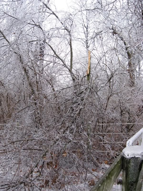 In back, near gate into back yard