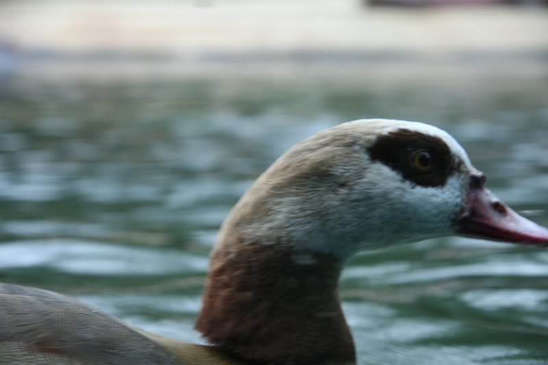 14 ich fluechte mal besser