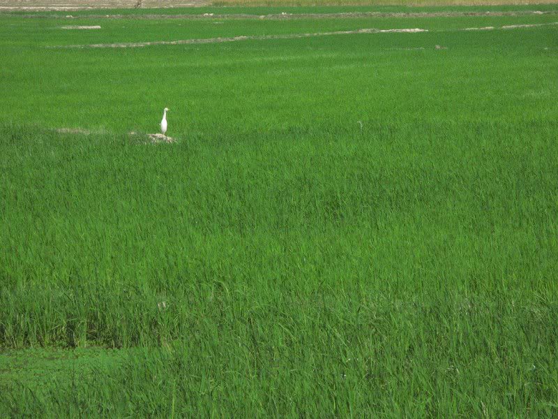 Svay Rieng - Crane in Rice Field