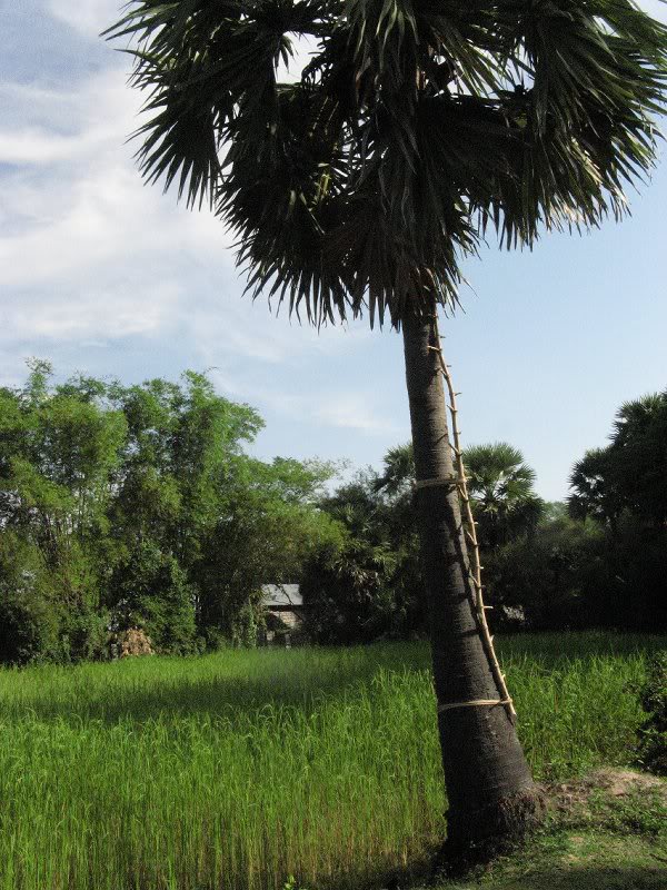 Svay Rieng - Ladder to the Top