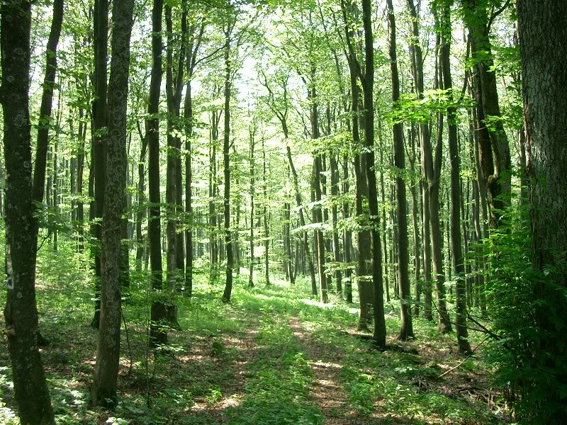 Laubwald am Kreuzberg