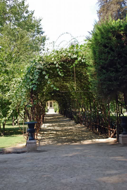 Chile - Maipo Valley - Conchy y Toro Vineyard - Arbor E...