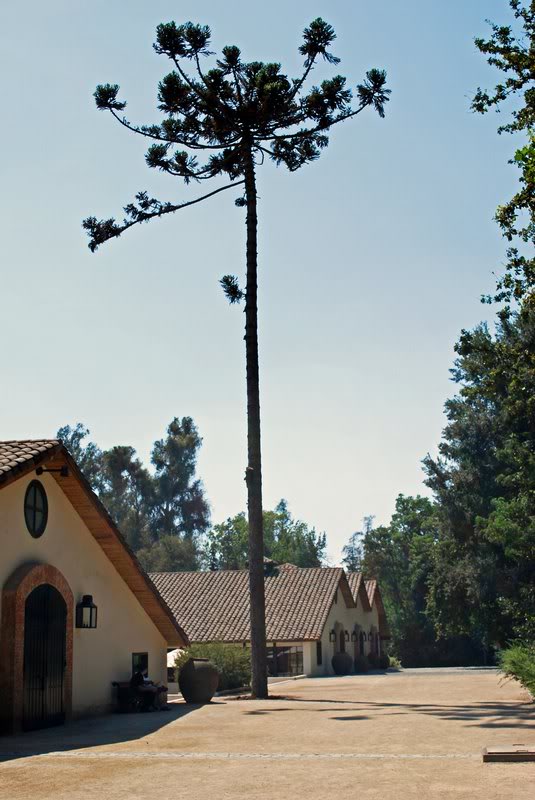 Chile - Maipo Valley - Conchy y Toro Vineyard - Arocari...