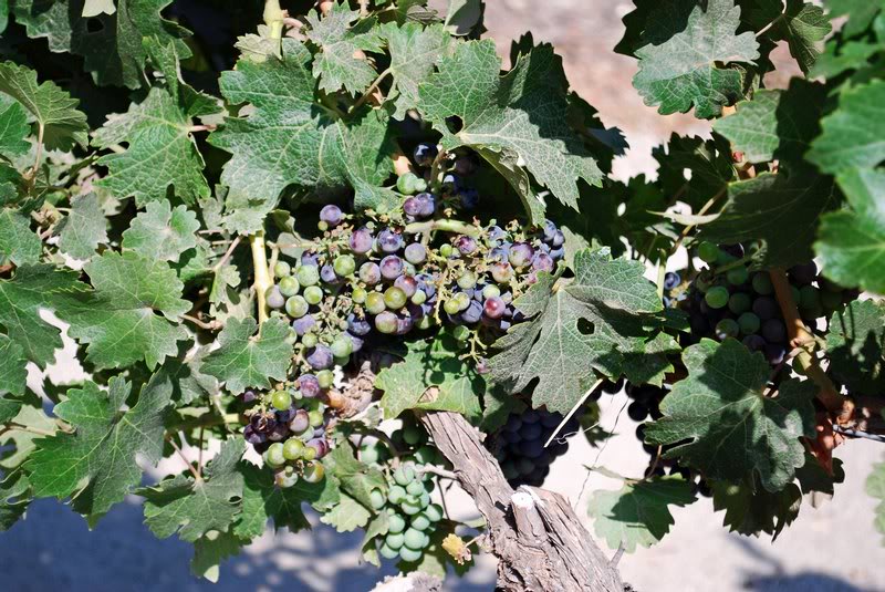 Chile - Maipo Valley - Conchy y Toro Vineyard - Caberne...