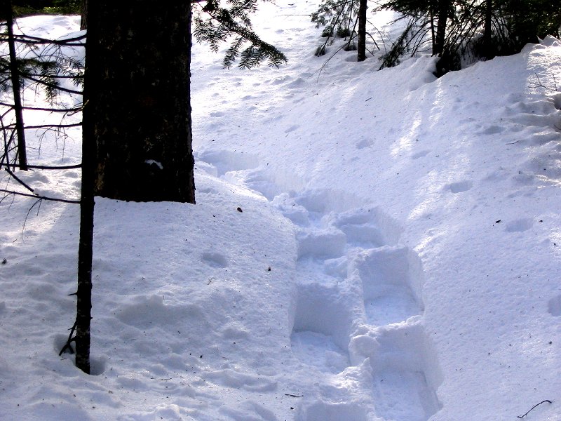 Trail breaking through deep snow