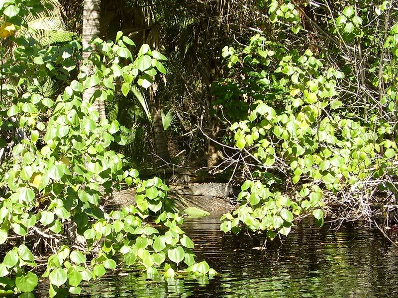 Crocs & Turtles Tour, Huatulco