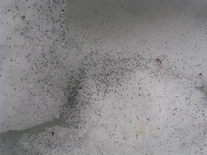 Snow fleas EVERYWHERE today