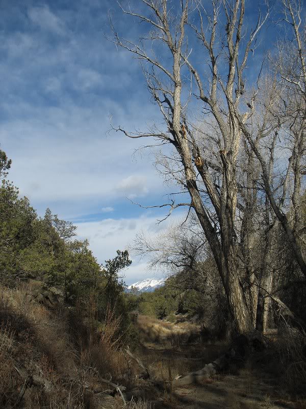 IMG_1342 - Cottonwoods along Middle Cottonwood Creek