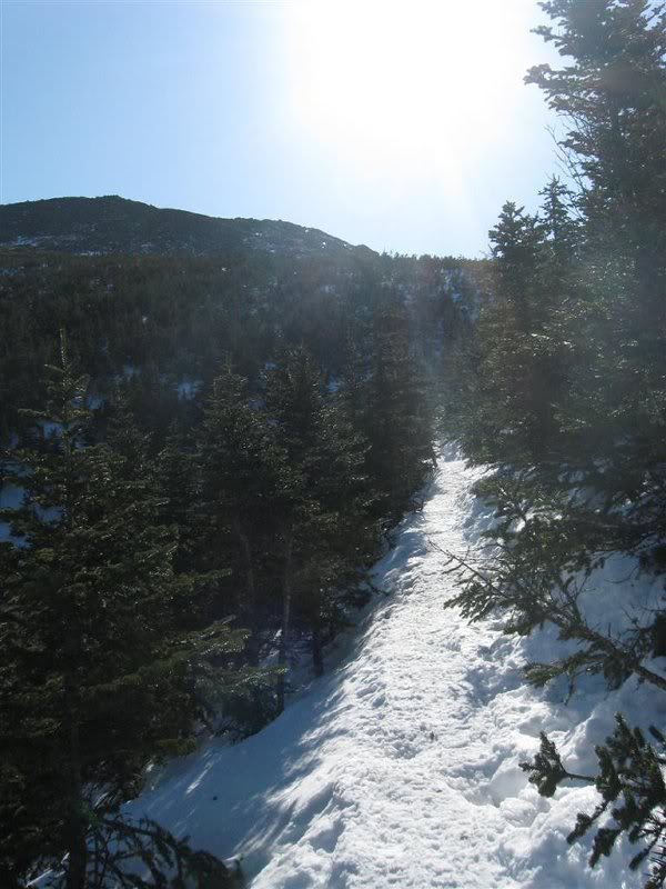 In the scrub on Valley Way