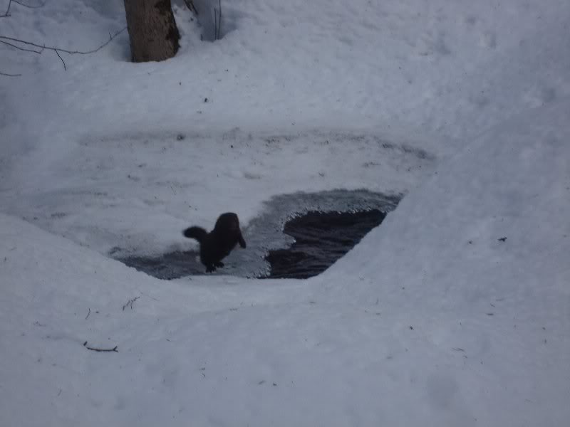 Pine Marten or Mink?