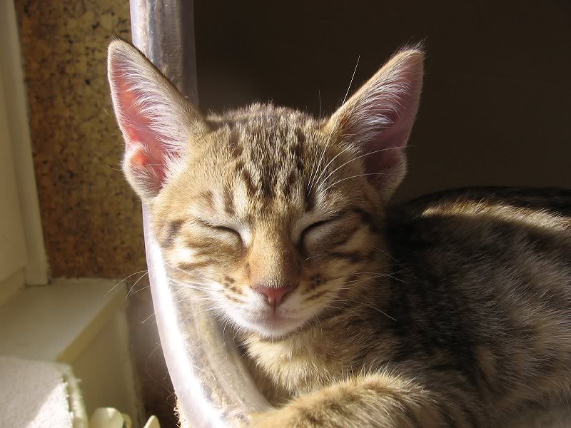 It is not baby Ulla photo, it is Kamala