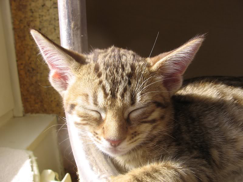 Kamala, like mother like daughter