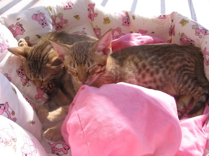 Sunbathing, Fuzzy and Ilmari