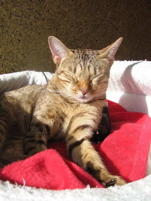 Ulla, the queen mother