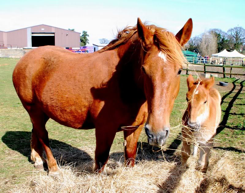 Hollesley Bay Mare and Foal