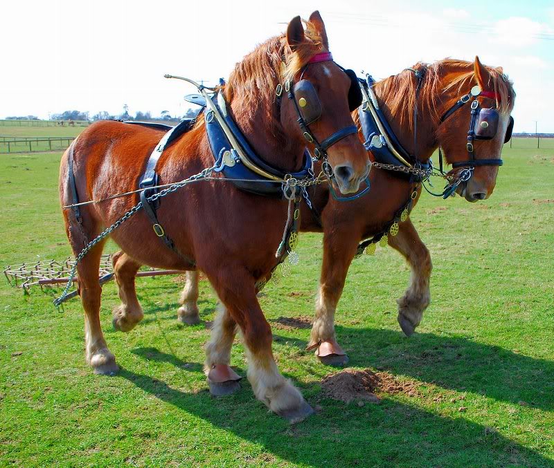 Hollesley Bay Suffolk Punch team
