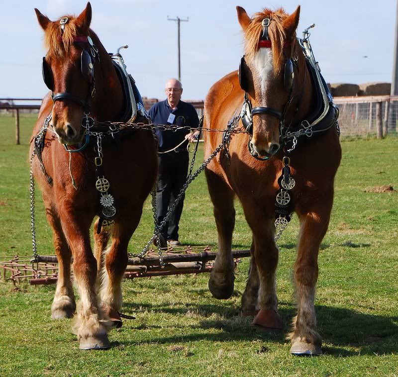 Hollesley Bay Suffolk Punch working team