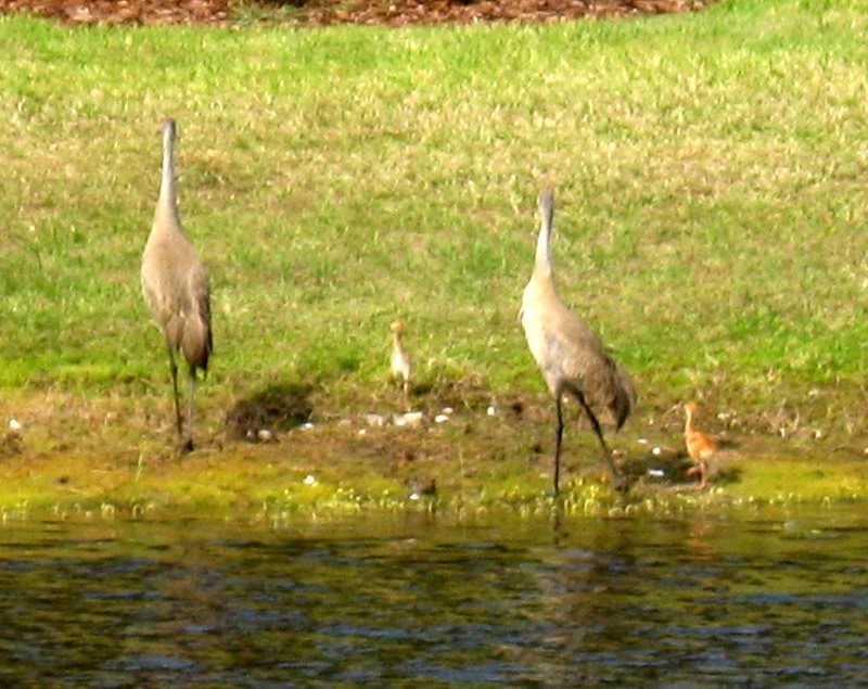Cranes and babies across the lake