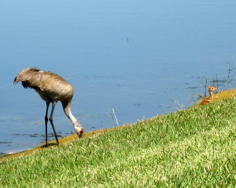 Mom's busy finding worms for baby