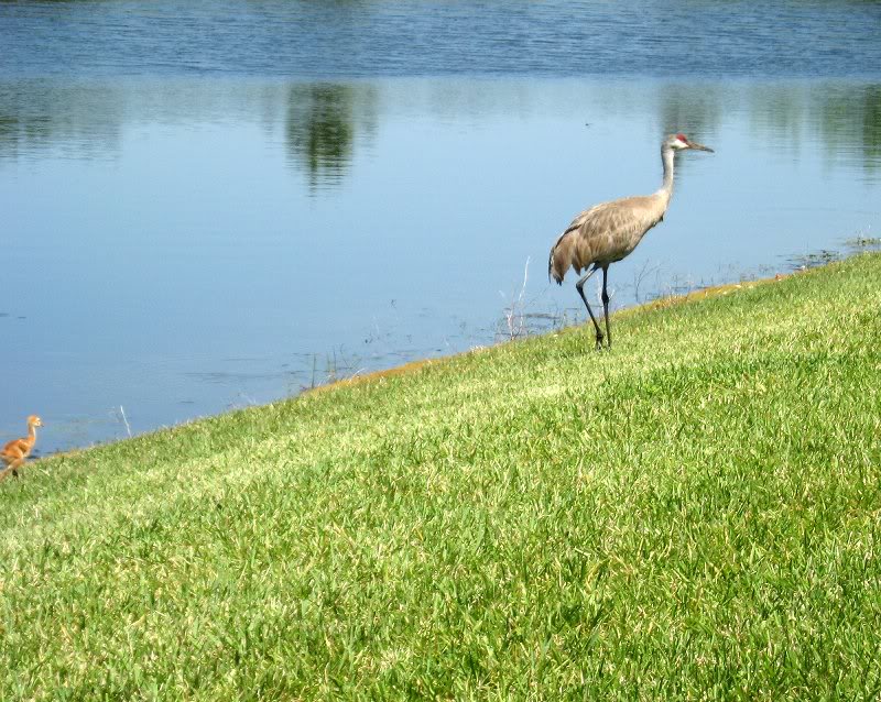 oops, almost cut off baby