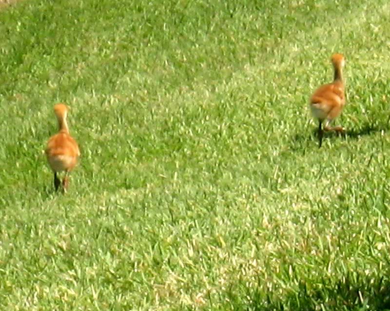 they're chasing after their dad