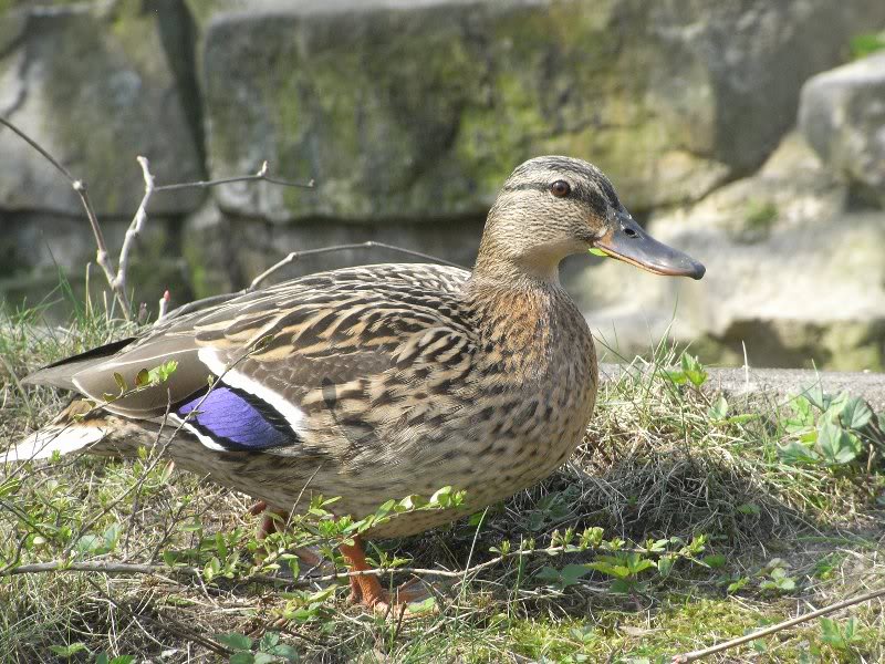 Hier bei Knut bin ich Jungs.