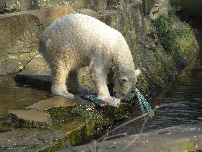 Knut im Spielen vertieft