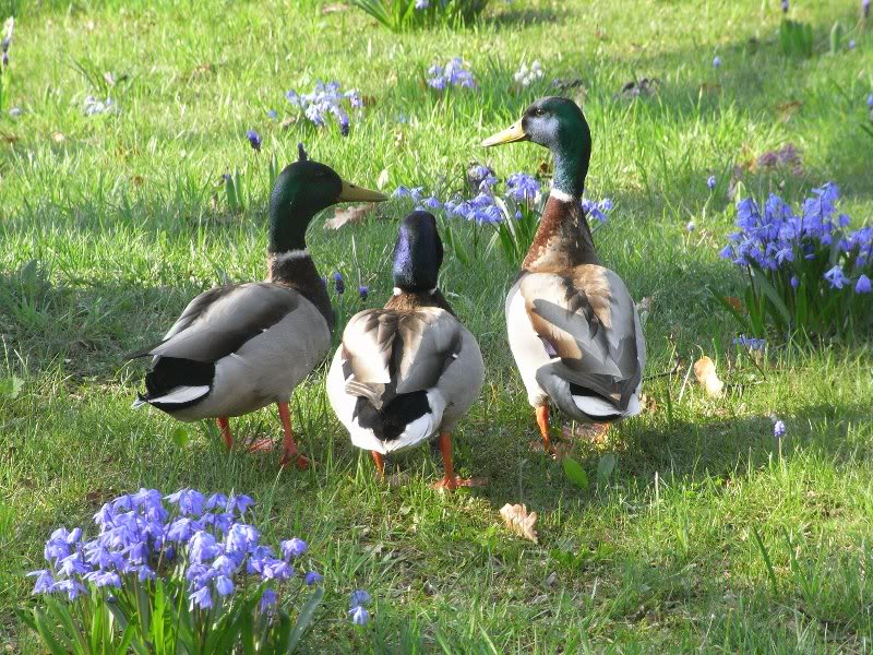 Wo sind die M��dels?