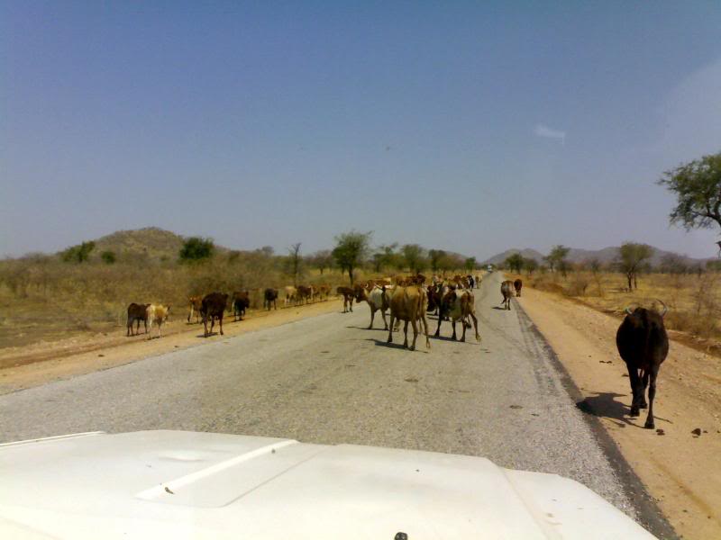 Nuba Mountains cows / vaci in Muntii Nuba