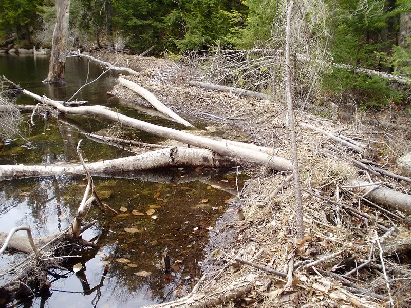 Beaver Dam off Smarts Brook Tr.