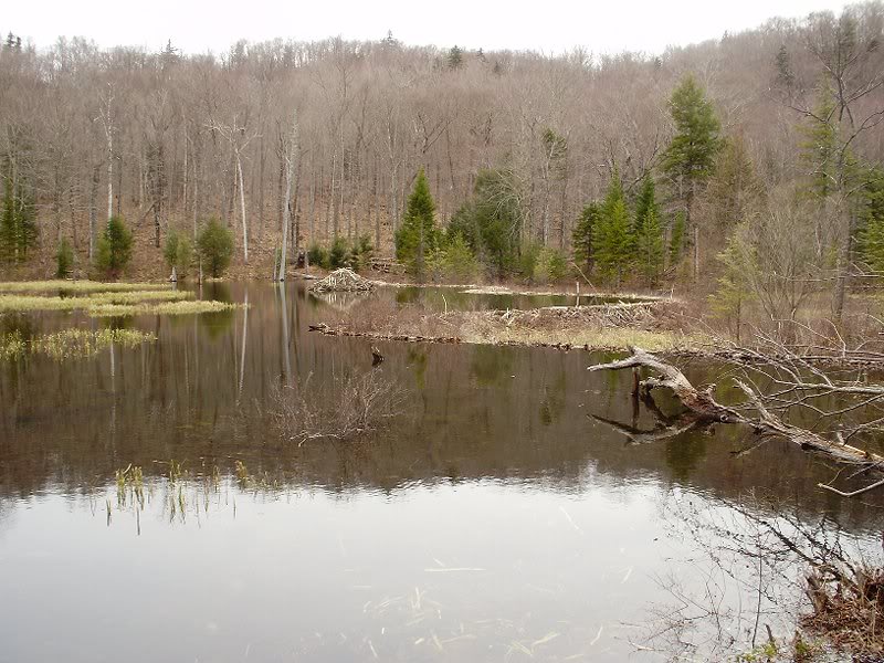 Beaver pond