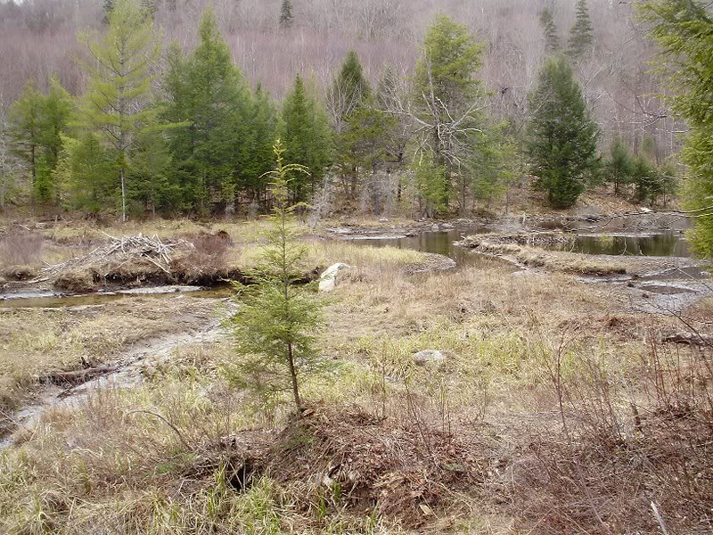 Failed beaver dam/drained pond w/ abandoned hut (I assu...