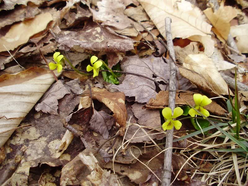 Round-Leaved Yellow Violets - First wildflowers of the ...
