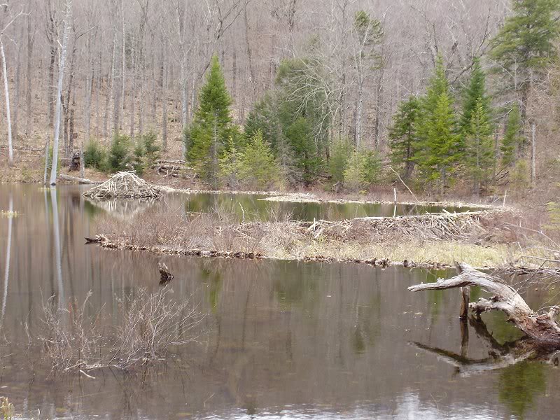 Some real beaver engineering