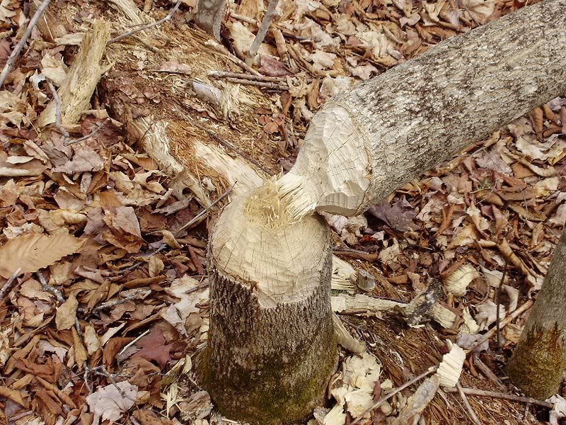 Sure sign of the beaver I'd say