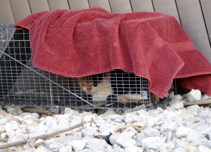 Callie in trap - no kittens