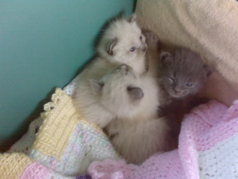 Long-hair fluffy kittens