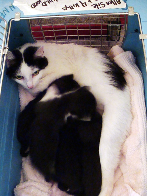 Oreo & 4 kittens