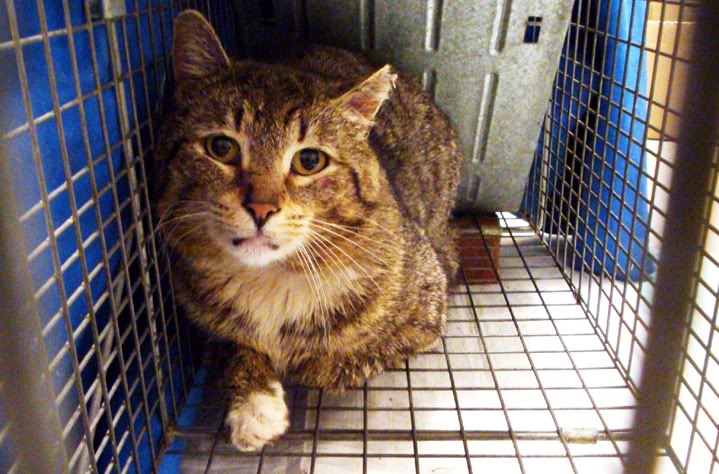 Yoda, semi-feral cat in have-a-heart trap