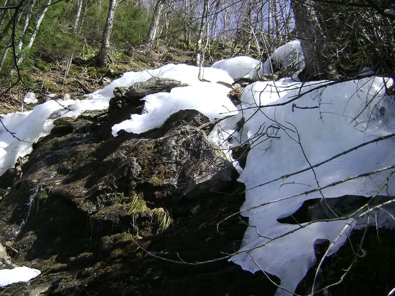Looking up the very steep brook.